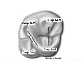 <p>-5 cuspizi: Mezio-pal. &gt;Mezio-Vest.&gt;Disto-Vest.&gt;Disto-Pal. si Tuberculul lui Carabelli(nefunctional)</p><p>-Cuspidul Disto -Vestibular= cel mai ascutit</p><p>-Cuspidul Mezio -Vestibular=  ascutit</p><p>-Cuspizi Palatinali au o forma mai  rotunjita</p><p></p><p>-Cuspizi prezinta : -o creasta sagitala =participa la delimitarea suprafetei ocluzale</p><p>-  o creasta axiala=cu traseu pe suprafata ocluzala</p><p>- o creasta  Vestibulara sau Palatinala</p><p></p><p>-<mark data-color="red">EXCEPTIE Cuspidul Mezio-Palatinal-prezinta doua creste axiale  !!!</mark></p><p>-o creasta axiala a cusp. M-P se uneste cu axiala a cusp. D-V=&gt; <mark data-color="green">creasta/ puntea oblica de smalt</mark>  (creasta oblica)</p><p>- aspect angulat (szögletes)</p><p>- 135-160 de grade</p><p>- varf orientat distal</p><p>O doua creasta axiala a cusp. M-P (situat mezial)se uneste cu creasta axiala a cusp.M-V=&gt;<mark data-color="green">Creasta transversala</mark></p>