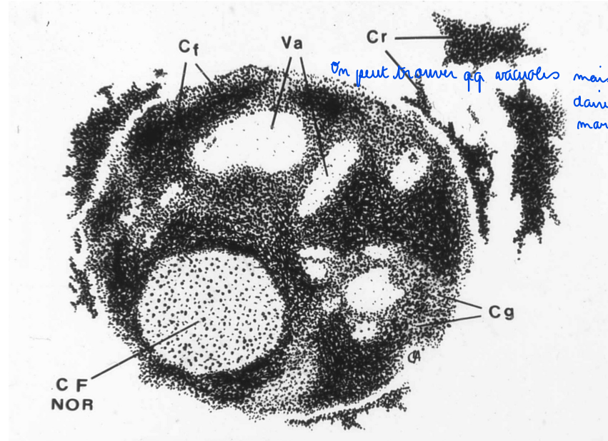 Indiquez sur les différentes photographies les éléments observables