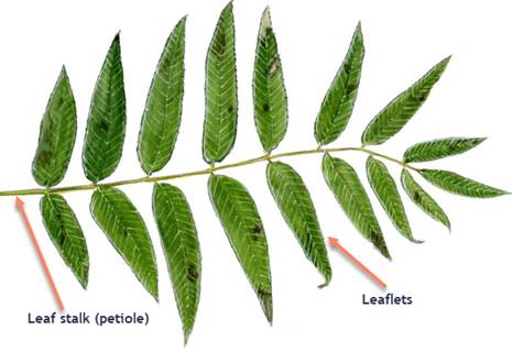 <p>Leaves originate from the midrib </p>