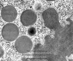 <p>What is the function of vesicles?</p>