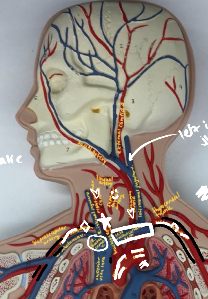 <p>The 2 red arteries starting near the clavicle and running down the shoulder area (left/right is always through the body&apos;s pov)</p>