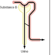 <p>Filtration, partial reabsorption</p>