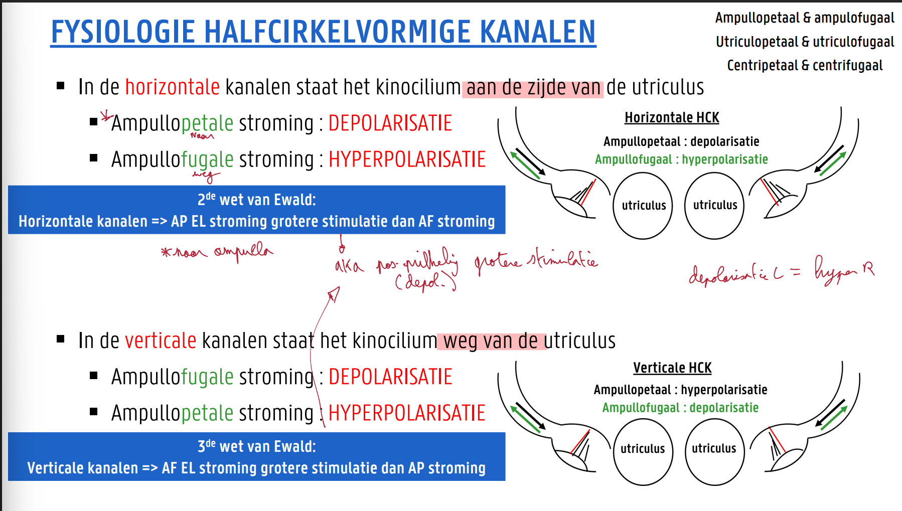 <p>petaal = naar</p><p>fugaal = weg</p><ul><li><p>In de horizontalekanalen staat het kinocilium aan de zijde van de utriculus </p><ul><li><p>Ampullopetale stroming: DEPOLARISATIE </p></li><li><p>Ampullofugale stroming: HYPERPOLARISATIE</p></li></ul></li></ul><p>2 de wet van Ewald: Horizontale kanalen =&gt; AP EL-stroming grotere stimulatie dan AF-stroming</p><ul><li><p>In de verticalekanalen staat het kinocilium weg van de utriculus </p></li><li><p>Ampullofugale stroming: DEPOLARISATIE </p></li><li><p>Ampullopetale stroming: HYPERPOLARISATIE</p></li></ul><p>3 de wet van Ewald: verticale kanalen =&gt; AF EL-stroming grotere stimulatie dan AP-stroming</p><p></p><p>AKA positieve prikkeling (depolarisatie) geeft grotere stimulatie</p>