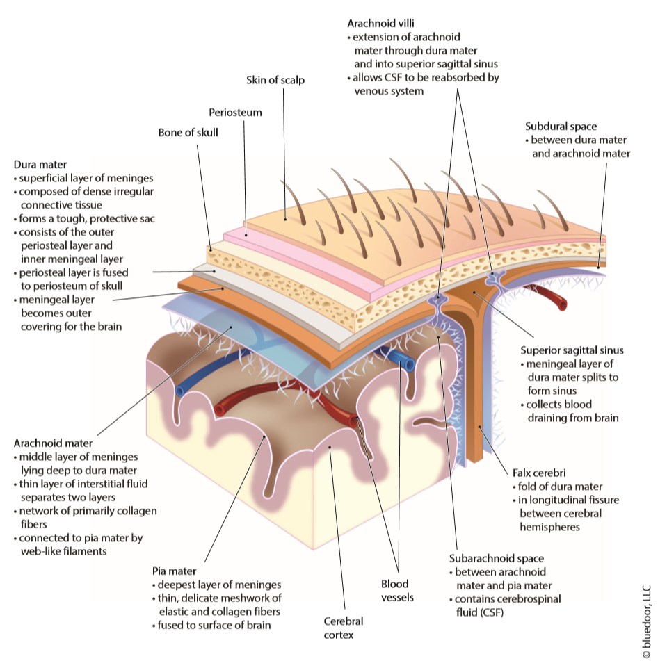 <p></p><p><span><strong><span>Layers</span></strong></span></p><ol type="1"><li><p><span><strong><span>Dura mater – tough, fibrous outer layer.</span></strong></span></p><ul><li><p><span><strong><span>Periosteal layer (attached to skull).</span></strong></span></p></li><li><p><span><strong><span>Meningeal layer (around brain & spinal cord).</span></strong></span></p></li></ul></li><li><p><span><strong><span>Arachnoid mater – middle layer; web-like network connecting to blood vessels.</span></strong></span></p></li><li><p><span><strong><span>Pia mater – delicate inner layer adhering tightly to brain surface; rich in capillaries.</span></strong></span></p></li></ol><p></p>