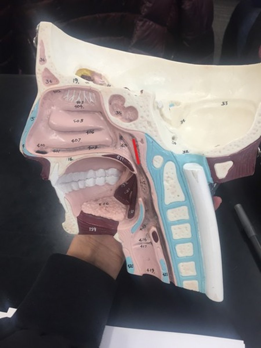 <p>in nasopharynx; lined with nasal / respiratory mucosa</p>