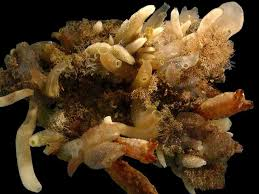 <p>Grantia (<em>Phylum Porifera</em>) apomorphies</p>