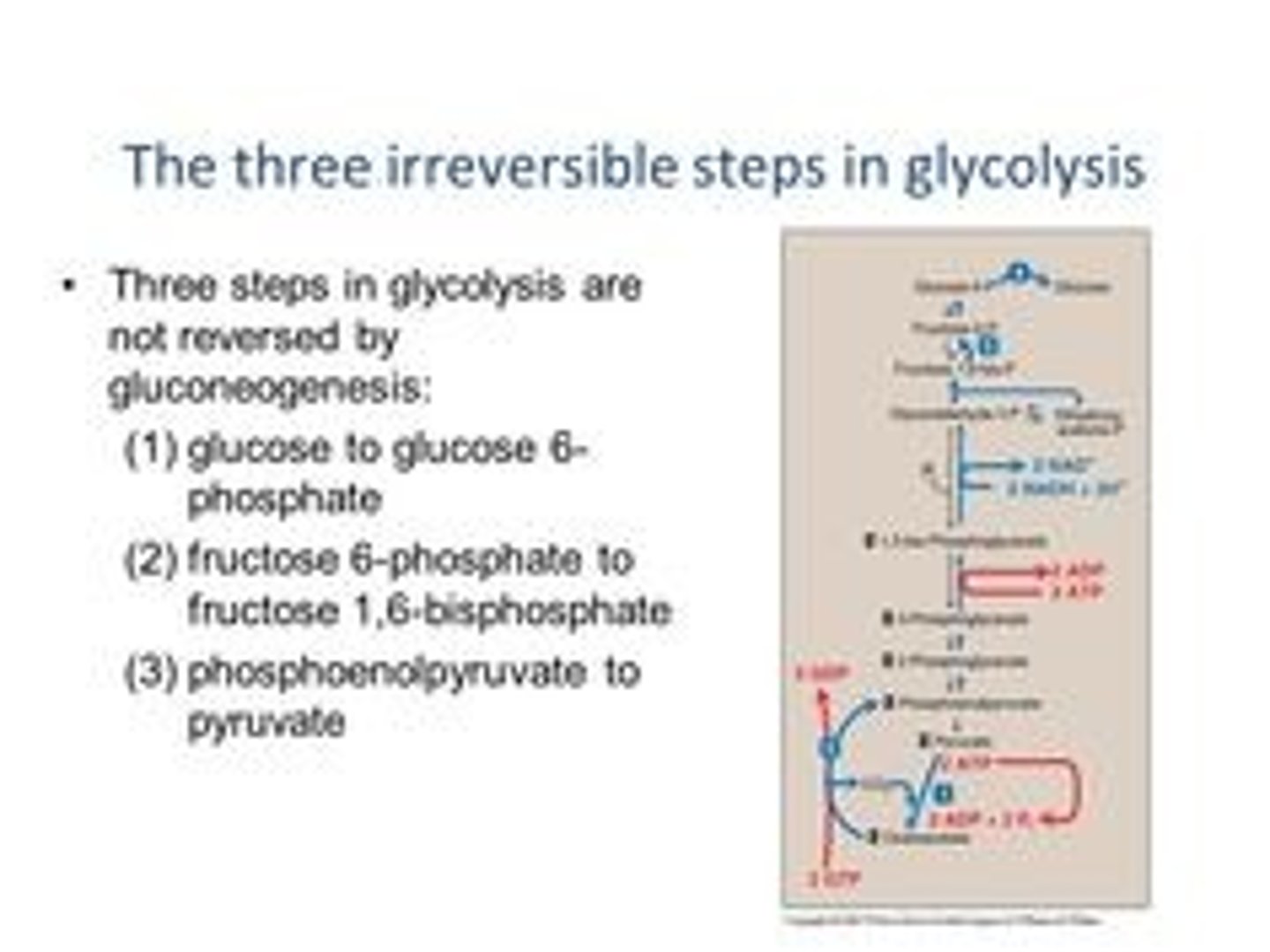 <p>False. Although gluconeogenesis is almost exactly the reverse of glycolysis, three of glycolysis reactions are irreversible, so alternate enzymes are needed for those three steps during gluconeogenesis.</p>