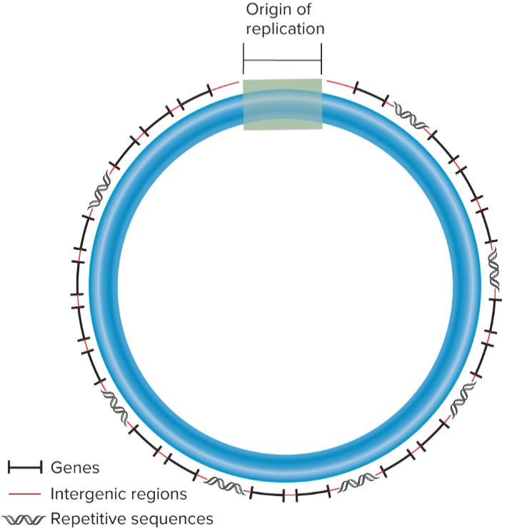 <ul><li><p>most are circular w/ a few million nucleotides/bp in length</p></li><li><p>bacterial chromosome contains thousands of genes, majority of which is protein-coding genes</p></li><li><p>most contain single type of chromosome, but it may be in multiple copies</p></li><li><p>several thousand different genes and repetitive sequences interspersed throughout</p></li><li><p>at least 1 ORC to initiate DNA replication</p></li></ul><p></p>