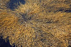 <p>Classify this phylum of multicellular algae:</p>