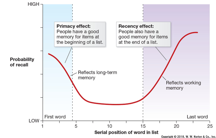 <p>People have a good memory for items at the beginning of a list (reflects long term memory)</p><p>People also have a good memory for items at the end of a list (reflects working memory)</p>