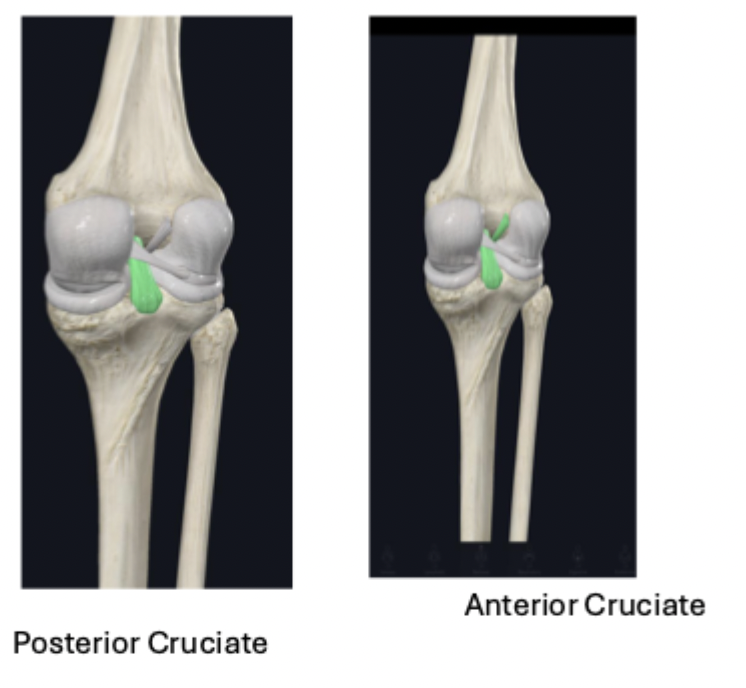 <ul><li><p><strong>intra-articular ligaments</strong></p><ul><li><p><strong>anterior cruciate ligament:</strong></p><ul><li><p>function: provide stability and prevent hyperextension</p></li></ul></li><li><p><strong>posterior cruciate ligament:</strong></p><ul><li><p>stronger and thicker than the anterior</p></li><li><p>function: prevent hyperextension of the knee joint and when weight bearing on a flexed knee, it helps to stabilize the femur, especially when walking down a steep hill</p></li></ul></li></ul></li></ul><p></p>