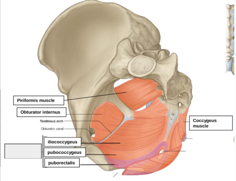 <p>what structure is that?</p>