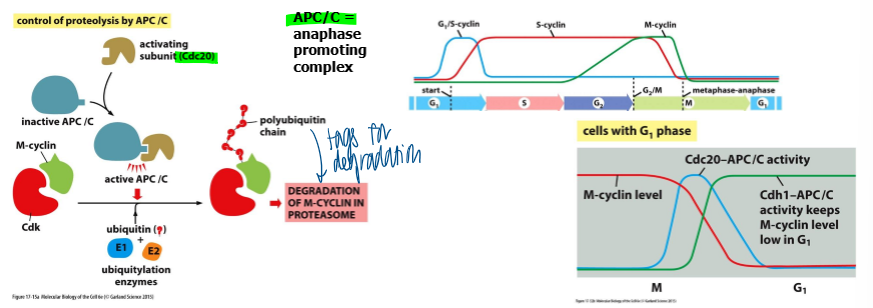 <p>APC/C + 2 related co-factors via polyubiquitinylation durign late mitosis and G1 of the next cell cycle </p>