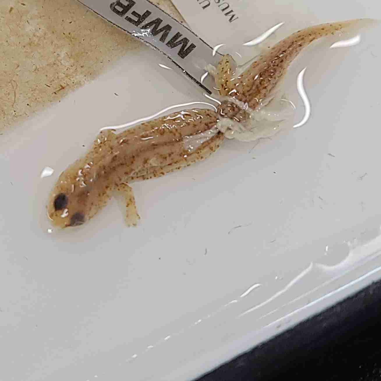 <p>square cloaca vent! bulbous eyes</p>