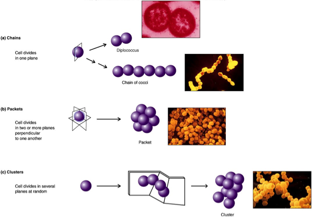 <p>chains</p><p>packets</p><p>clusters </p><p></p>