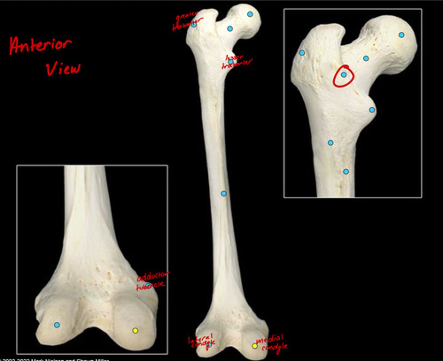 knowt flashcard image
