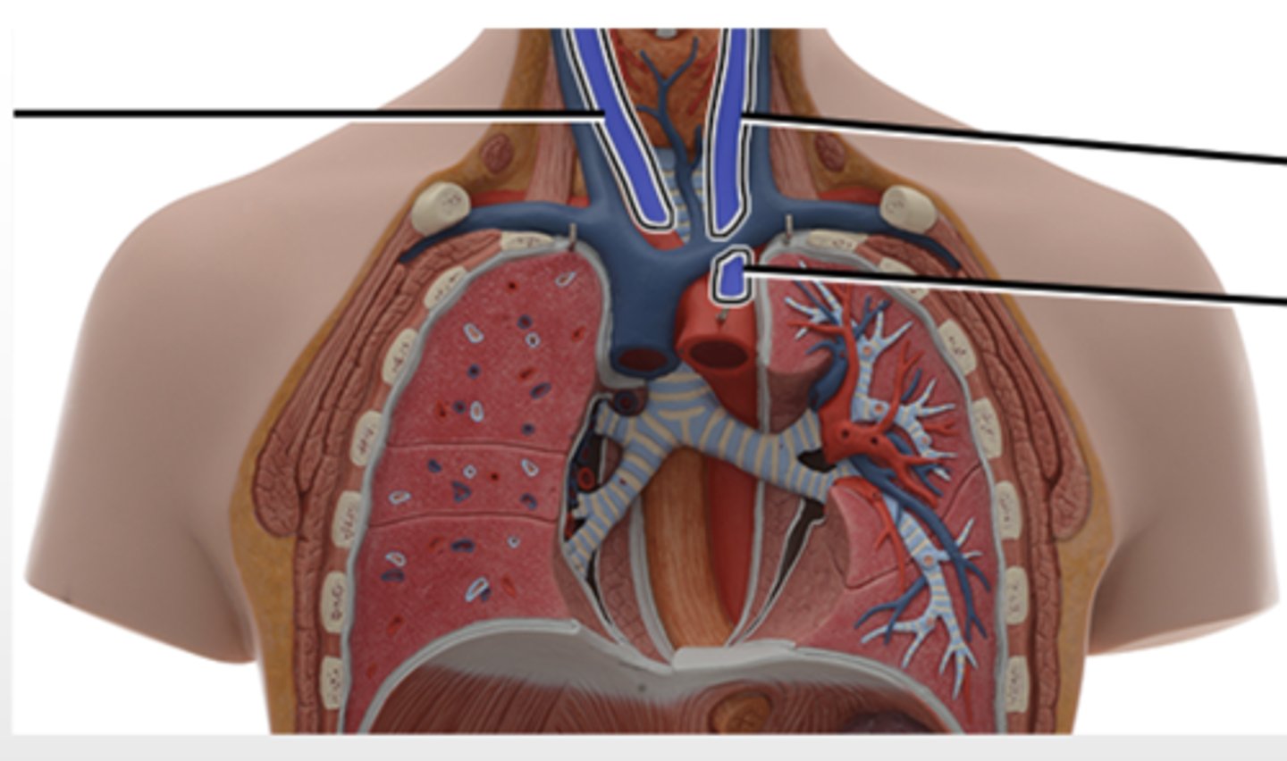 <p>Supplies structures of the head and neck.</p>