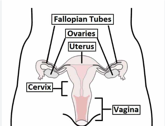 <p>fertilized egg becomes an embryo </p>