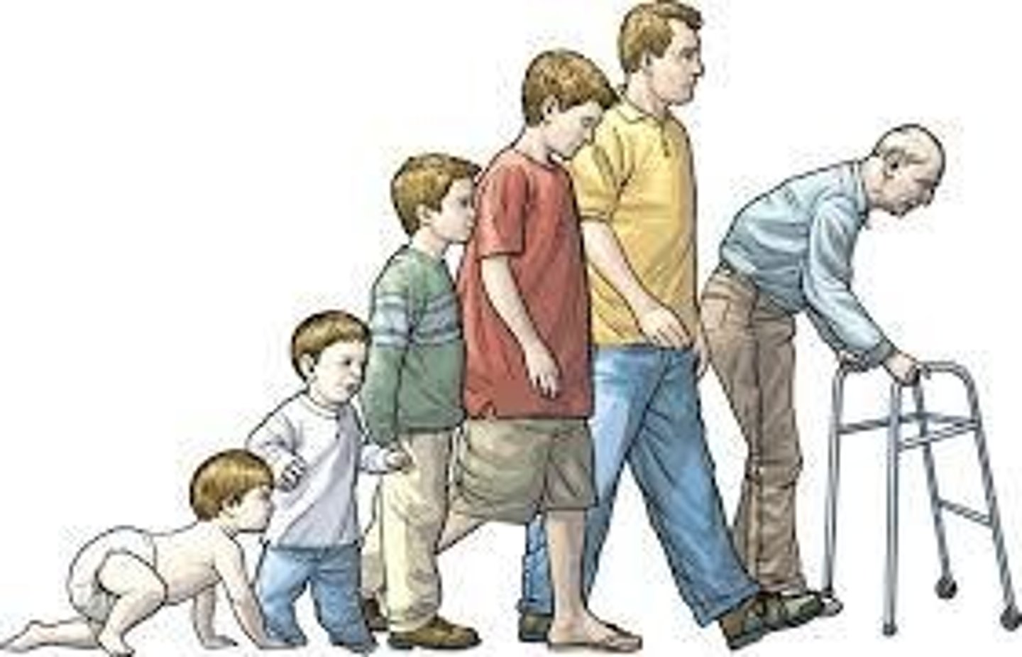 <p>Infancy/Toddler, Childhood, Puberty/Adolescence, and Adulthood.</p>