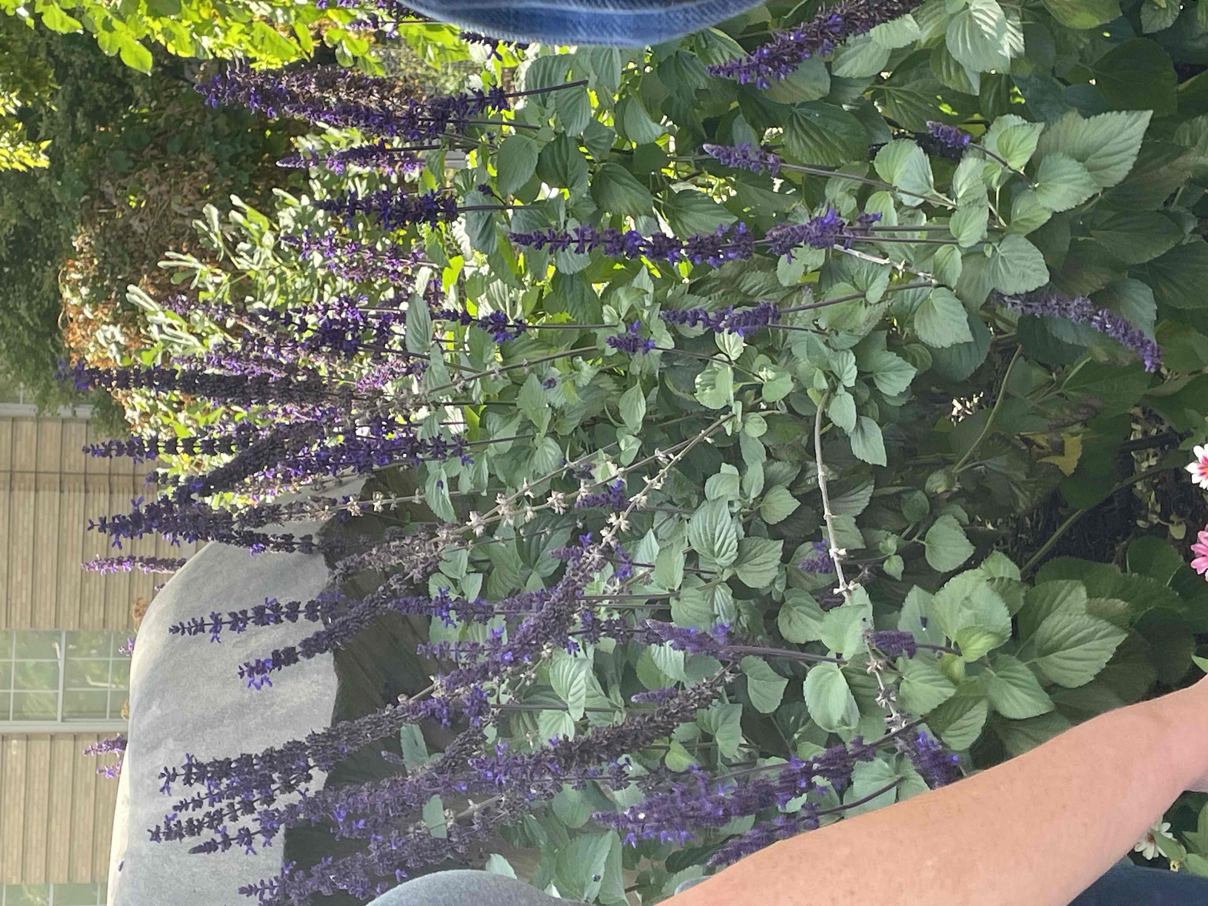 <p>Salvia ‘Big Blue’</p>