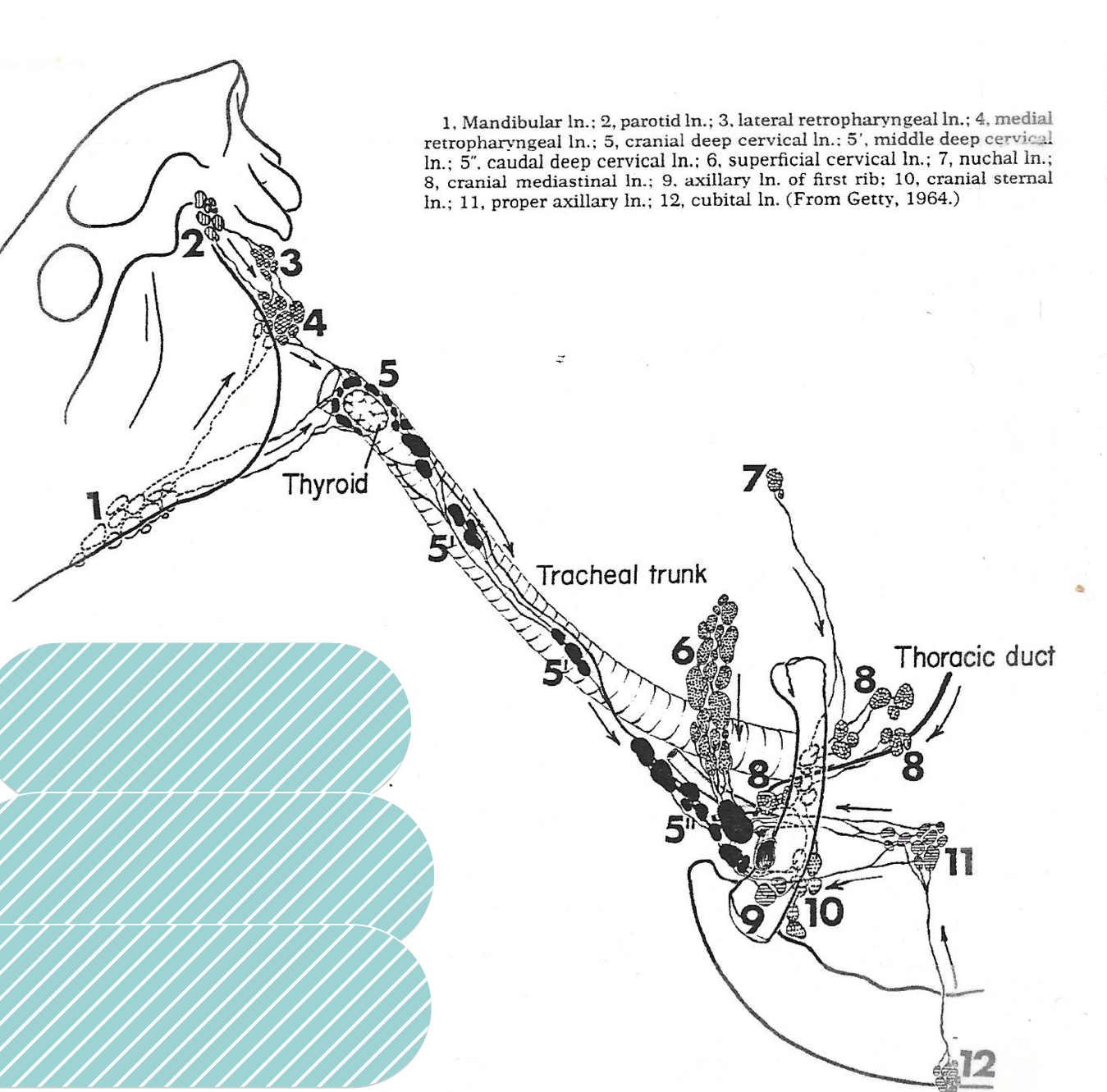 <p>what number represents superficial cervical lymph nodes</p>