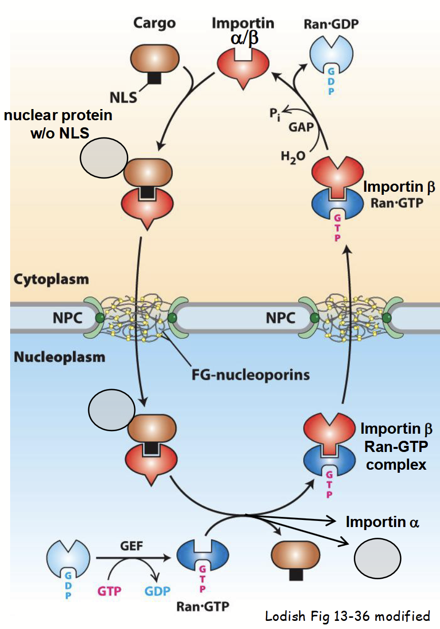 <ul><li><p>Some nuclear proteins have no NLS(s).</p></li><li><p>Newly-synthesized protein lacking an NLS binds to NLS-containing protein in cytoplasm.</p><ul><li><p>Many proteins “shuttle” between nucleus and cytoplasm - participate in both nuclear and cytoplasmic functions.</p></li><li><p>Often contain <u>both NLS and NES</u> - relative distribution of protein in either compartment controlled by relative strength of NLS and NES.</p><ul><li><p>e.g. NLS > NES = majority of protein (at steady-state) localized in nucleus.</p></li><li><p>Can have more than one NLS.</p></li></ul></li><li><p>Strength of NLS or NES can be controlled by <u>post-translational modifications</u>.</p><ul><li><p>e.g. phosphorylation of specific AA residue(s) adjacent to targeting signal.</p></li><li><p>Determines localization: in nucleus or cytoplasm.</p></li></ul></li></ul></li><li><p>Targeting and import of protein-protein complex into nucleus mediated by importin, as usual.</p></li></ul><p></p>