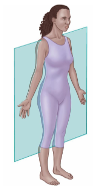 <ul><li><p>Also called as Coronal plane.</p></li><li><p>It divides into anterior and posterior sides.</p></li></ul><p></p>