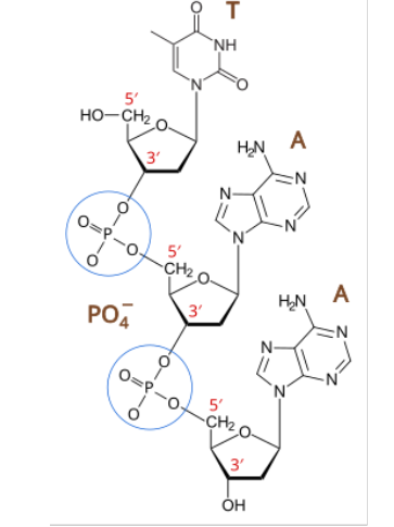 <p>alternating pattern of sugar and phosphate molecules held together by phosphodiester bonds</p>