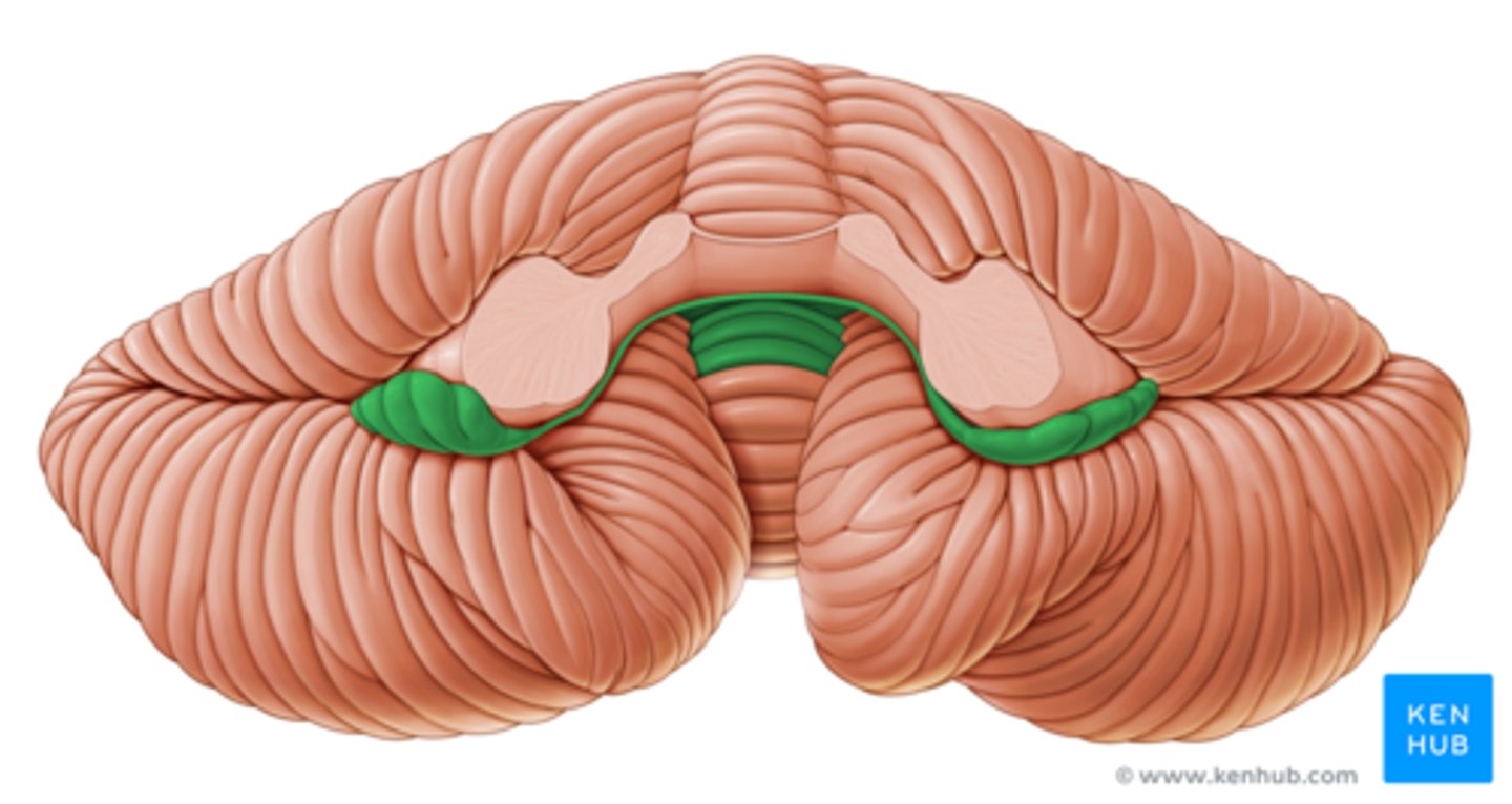 <p>A small lobe of the cerebellum involved in balance and eye movements.</p>
