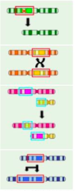 <p><strong><span>Deletion</span></strong><span>: Deletion of a whole gene (green).</span></p><p><strong><span>Inversion</span></strong><span>: A region of DNA switches ends (yellow).</span></p><p><strong><span>Reciprocal Translocation</span></strong><span>: Two non-homologous chromosomes exchange genetic material (pink).</span></p><p><strong><span>Robertsonian Translocation</span></strong><span>: Two chromosomes join and act as one.</span></p><p><strong><span>Duplication</span></strong><span>: section of DNA is abnormally copied (blue).</span></p><p><strong><span>Genome</span></strong><span> mutation: change in the number of chromosomes.</span></p>