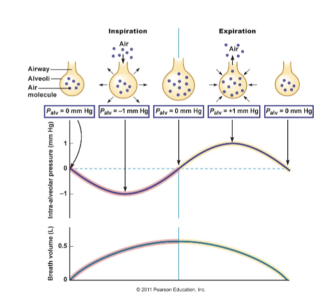 <p>when the lung is pulled outward when the chest expands, the alveoli expand and their pressure drops below atmospheric pressure</p><p>*increased volume = decreased pressure</p>