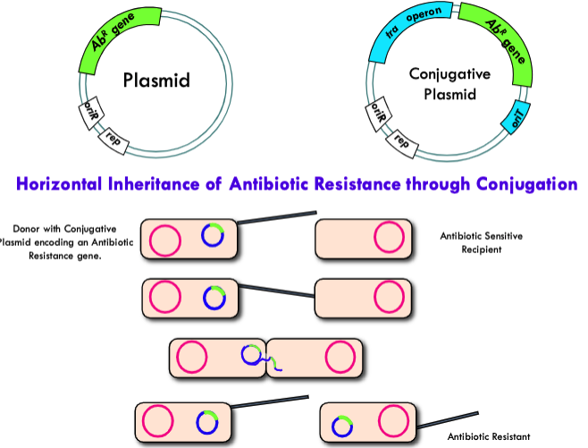 <p>Plasmids</p>