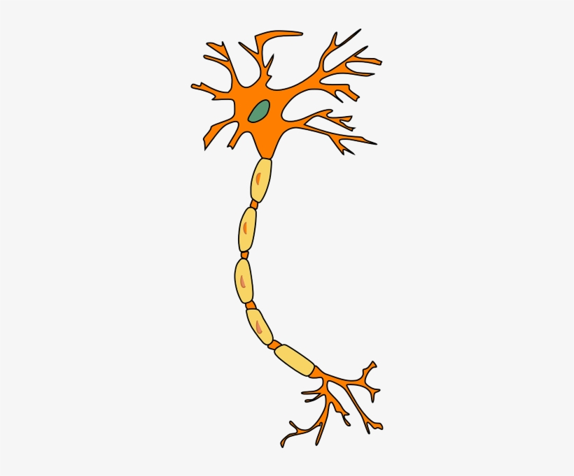 the basic building block of the nervous system, building blocks of human psychology
