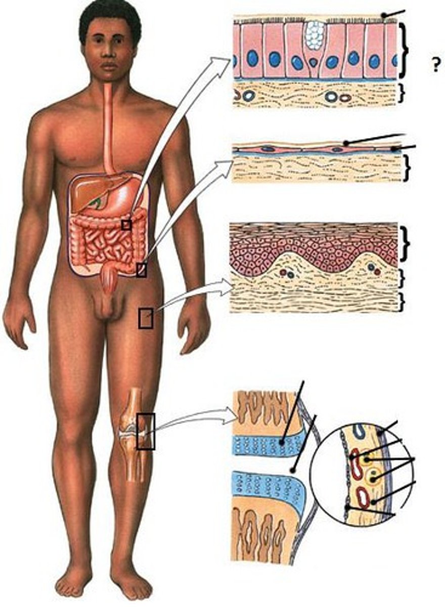 <p>Consists of</p><p>- epithelium</p><p>- lamina propria</p><p>- muscularis mucosae</p><p>Lines passageways that open to exterior</p><p>- digestive</p><p>- respiratory</p><p>- urinary</p><p>- reproductive</p><p>Mucous coating and movement of cilia trap and remove foreign particles/bacteria from internal surfaces</p>