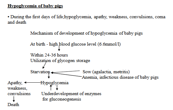 <p>Condition where newborn piglets experience <strong>abnormally low blood glucose levels.</strong> Issue during the first few days of life. Leads to weakness, apathy, convulsions, coma and death.</p><p><strong>Pathogenesis: </strong></p><ol><li><p>High blood sugar at birth </p></li><li><p>glycogen use - within 24-36h, piglets use up their stored glycogen</p></li><li><p>starvation - if the piglets do not get enough milk, they become starved. </p><ul><li><p><strong>sow problems</strong> - mother pig might have agalactia (not producing milk) or metritis (uterine infection)</p></li><li><p><strong>piglet problems </strong>- anemia, infectious diseases</p></li></ul></li><li><p>Limited gluconeogenesis - as the piglets do not have fully developed enzymes for gluconeogenesis </p></li><li><p>Lack of food + immature glucose production → low blood sugar (hypoglycemia)</p></li></ol><p></p>