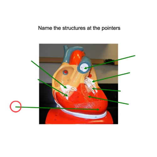 term image