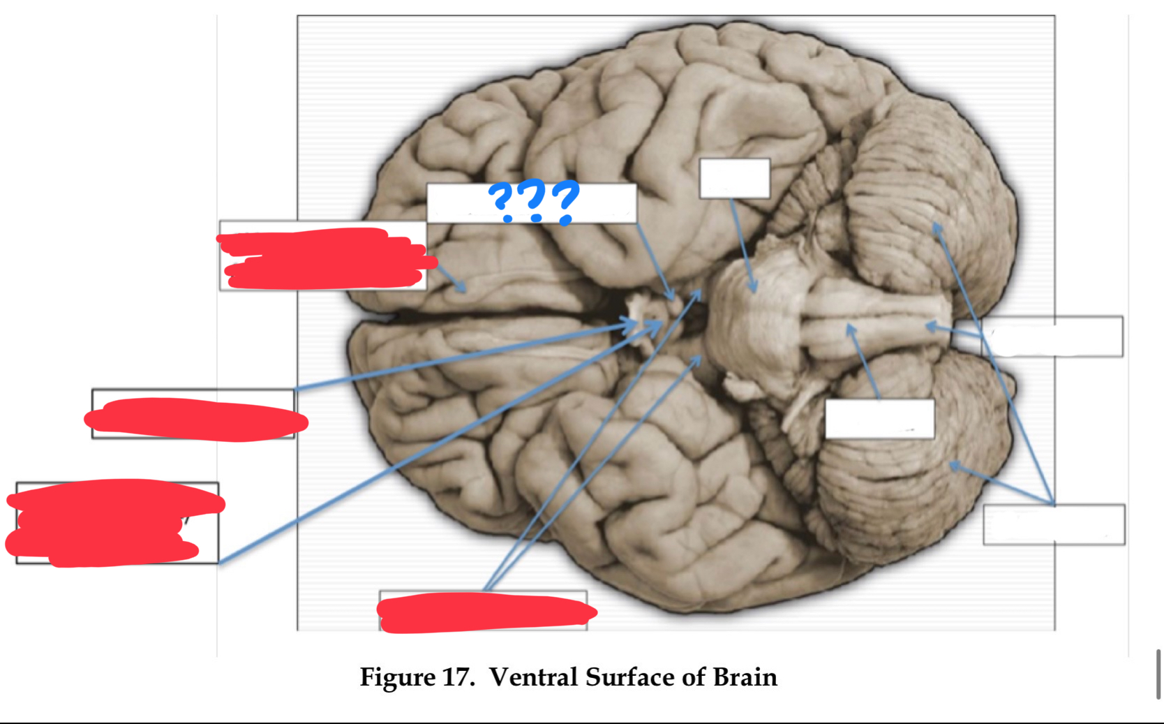 <p>receives input from hippocampus and amygdala, implicated in memory (in diencephalon)</p>
