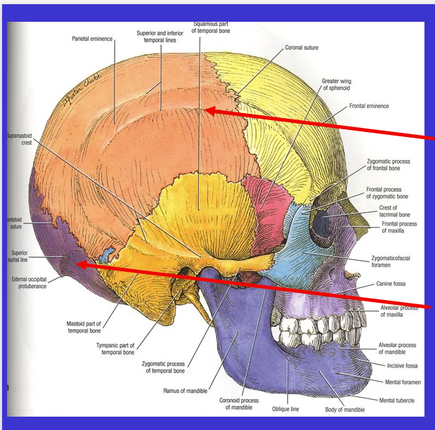 <p>What is the bottom arrow?</p>