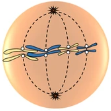 <p>which stage of mitosis?</p>