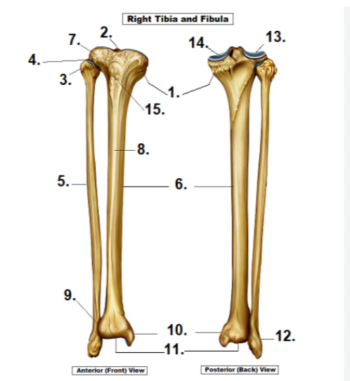 <p>15</p>
