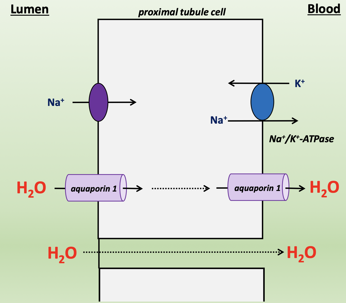<p>as Na<sup>+</sup> is reabsorbed, water follows</p><ul><li><p>75% of water reabsorbed trancellularly through aquaporin 1 (apical/basolateral)</p></li><li><p>25% of water reabsorbed paracellularly through tight junctions </p></li></ul><p></p>
