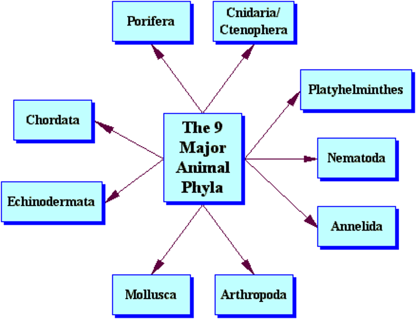 <p>1) Body Symmetry </p><p>2) Number of Tissue </p><p>3) Germ Layers (??) </p>