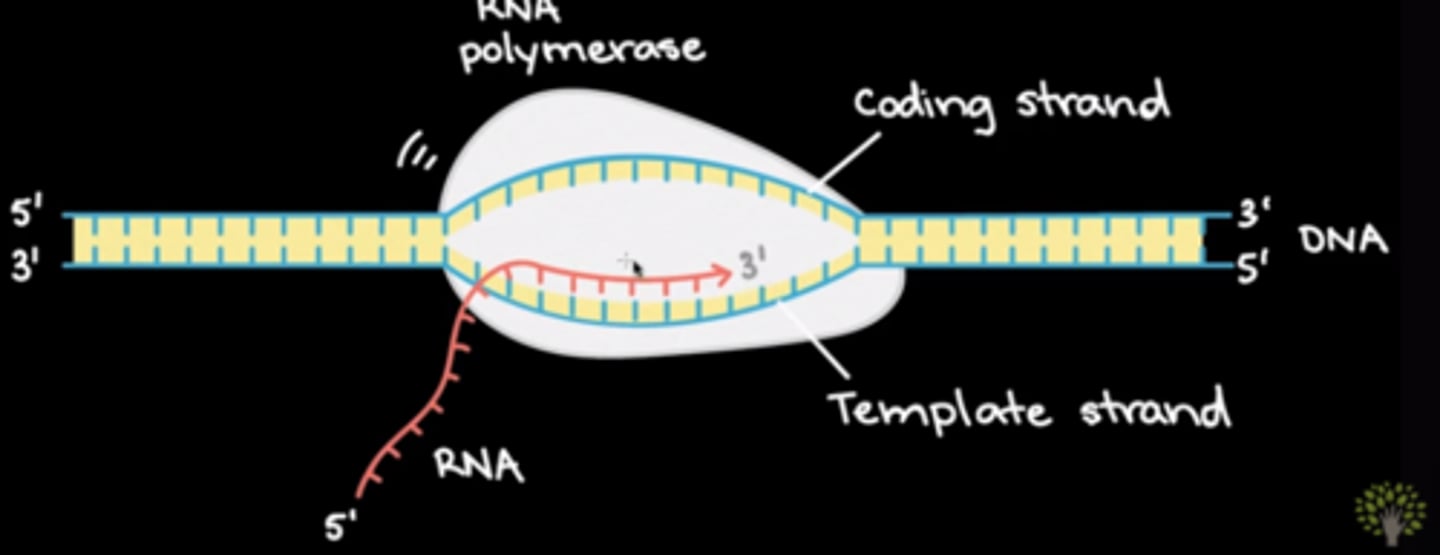 <p>(D) 3' to 5', 5' to 3'</p><p>RNA Polymerase reads the template strand in the 3' to 5' direction, and RNA is generated in the 5' to 3' direction.</p>