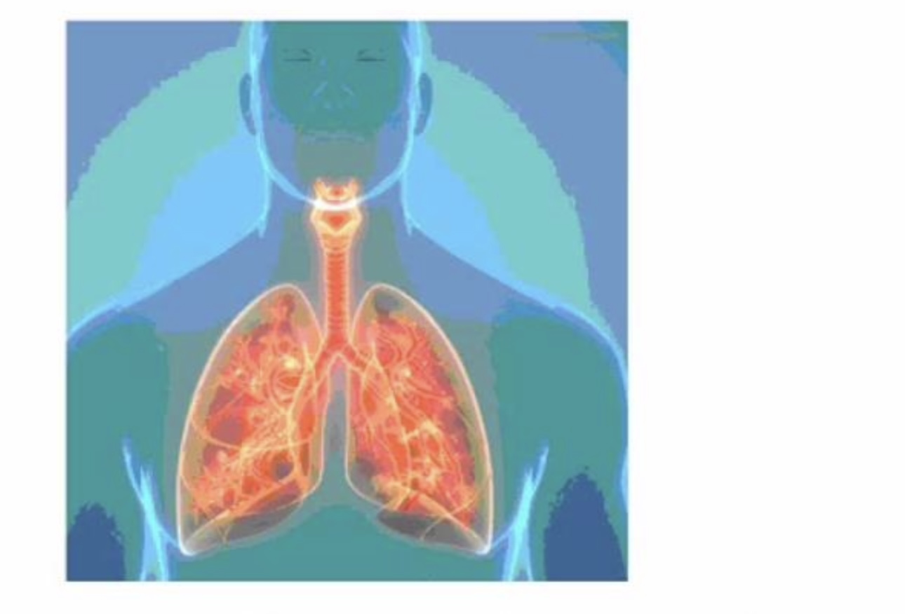 <p>Which of the following statements describes how the body system in the image can affect the cardivascular system?</p>