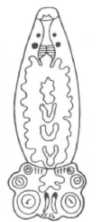 <p>typ střeva</p>