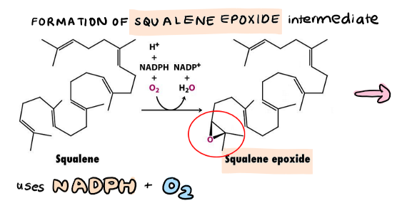 <p>squalene → <strong>squalene epoxide (intermediate)</strong></p><ul><li><p>uses NADPH</p></li><li><p>uses oxygen</p></li></ul><p></p>