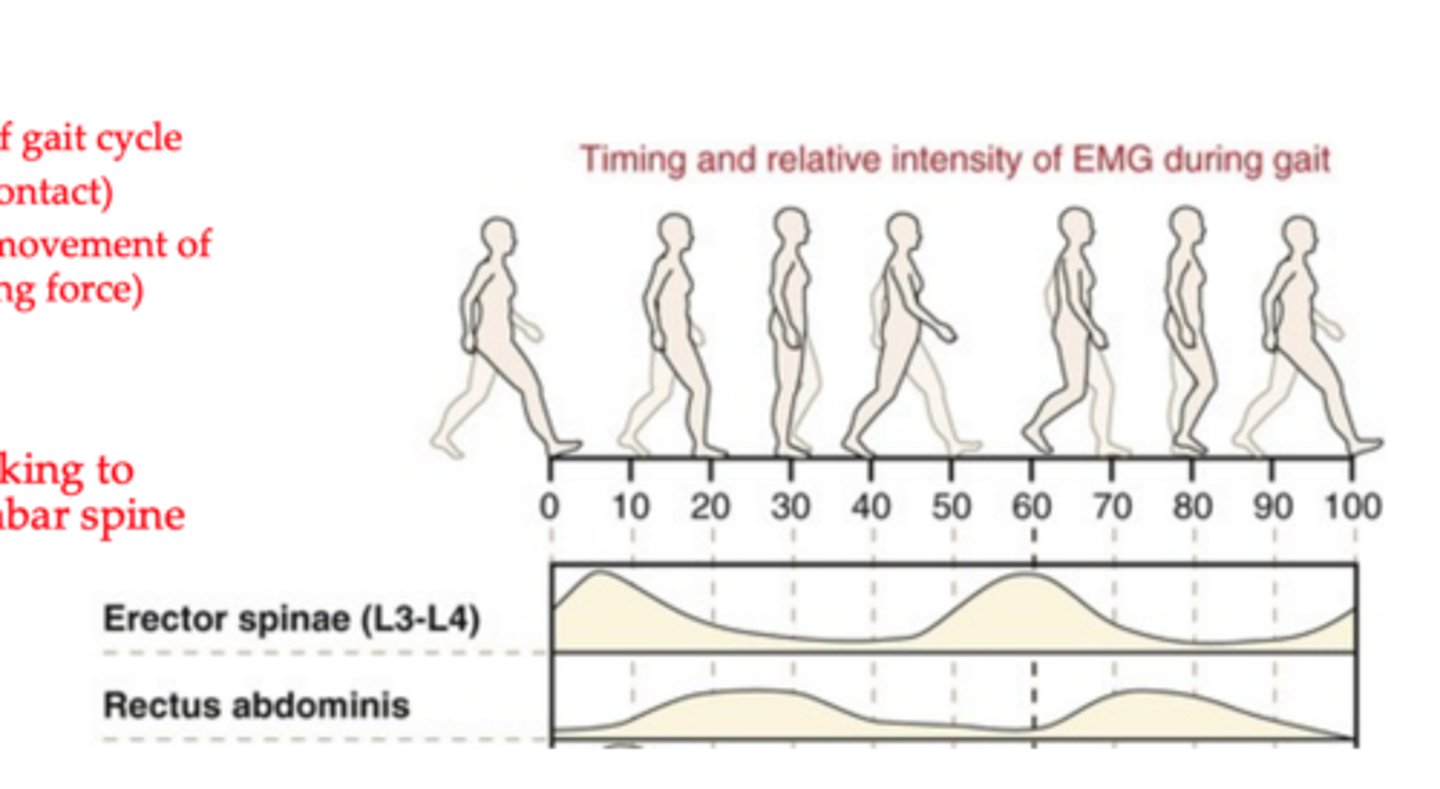 <p>Increased activity when the hip flexors are actively flexing the hip, between 20% and 40% and again at 70% and 90% of the gait cycle.</p><p>Stabilizes the pelvis and lumbar spine</p>