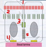 <p>Label each section that is numbered in the image.</p>