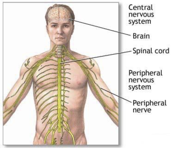 <p>disease condition of the nerve</p>