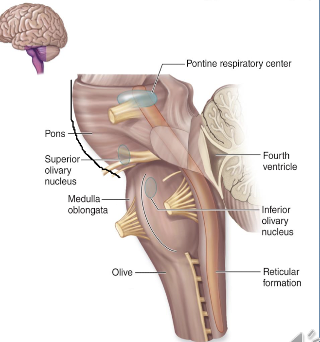 <p>it is the middle portion of the brainstem, it acts as a respiratory center for the body, controls the skeletal muscles used for breathing, and works with the medulla oblongata&nbsp;</p>